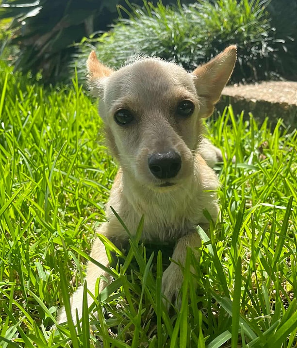 Channing in RI - Chihuahua