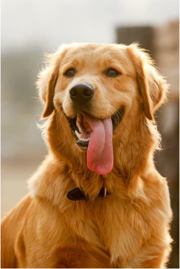 Golden Retriever Names