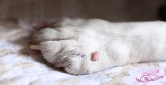 Dog's skin tag
