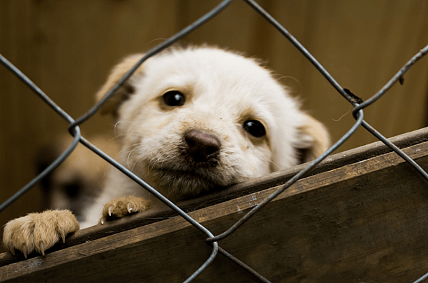 dog being Surrendered