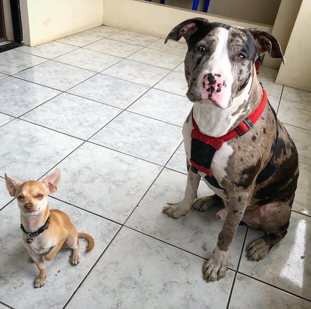 Biggy the Tricolor Merle Pitbull