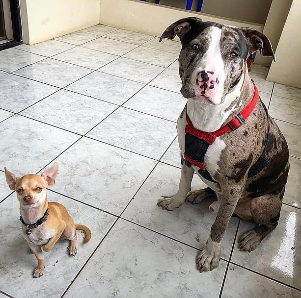Biggy the Tricolor Merle Pitbull