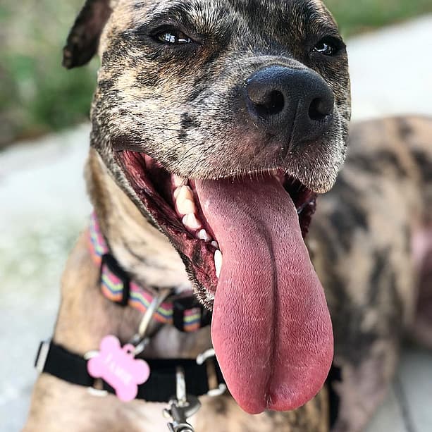 Jamie the Leopard Merle Pitbull