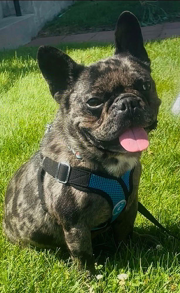Bentley - French Bulldog