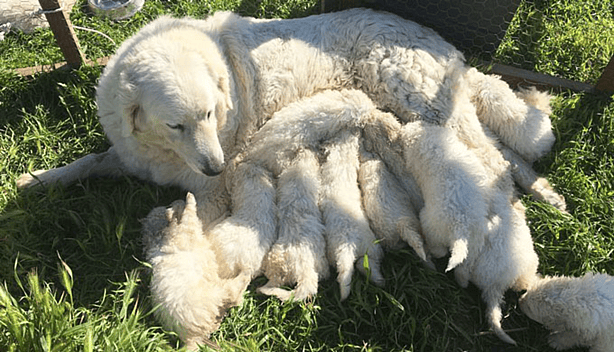 the World Record for Having the Most Puppies