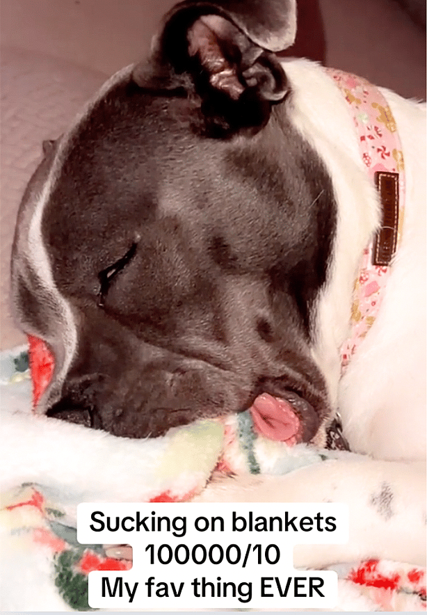 Rescue Pitbull Sucking His Blanket While Asleep Is the Cutest Thing You'll See All Day