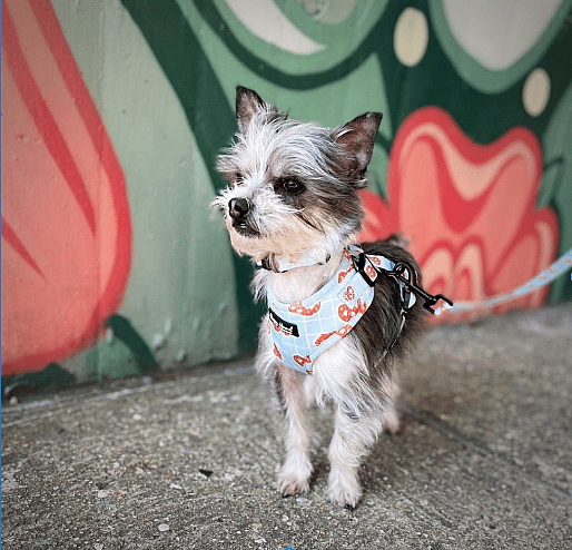 Maltese Chihuahua Mix