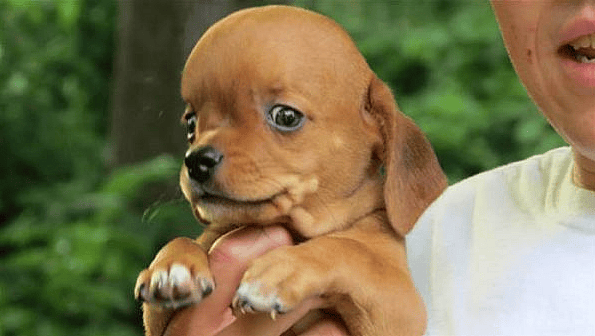 A dog with Hydrocephalus