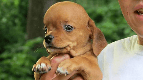 A dog with Hydrocephalus