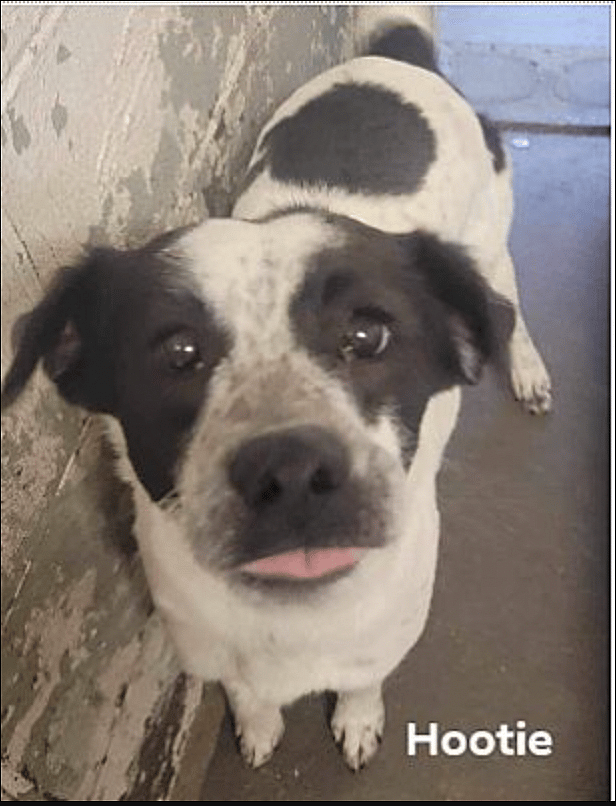 Hootie up for Adoption