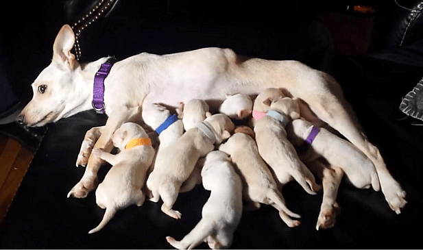the World Record for Having the Most Puppies
