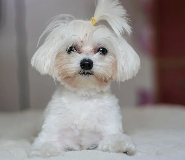 Maltese haicuts: The Top Knot