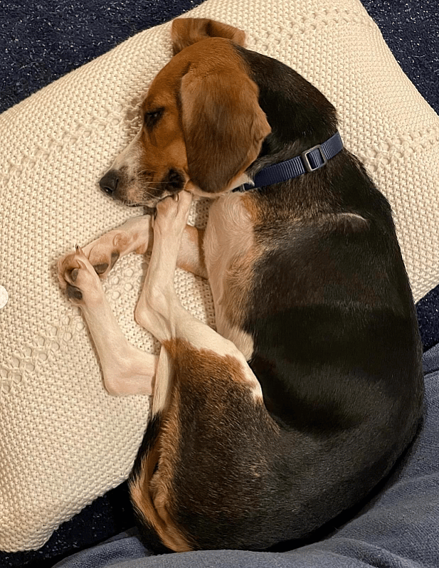 This Stray Beagle Lost a Leg, But Gained a Second Chance—How Losing a Leg Saved Her Life