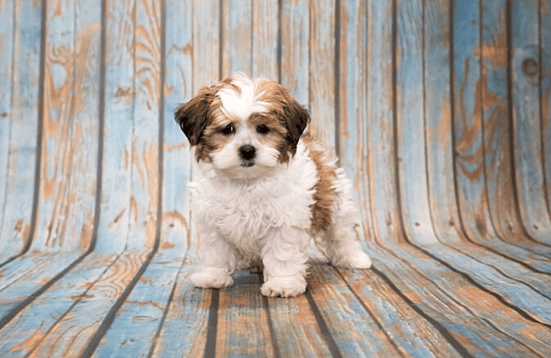 A shih-poo
