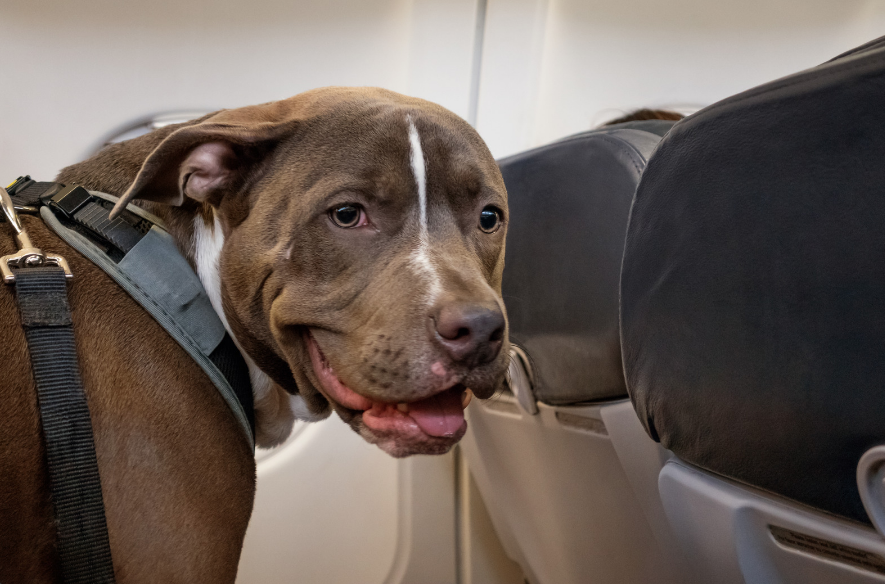 Dog on a seat on an airplane
