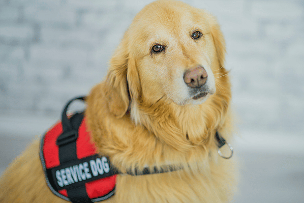 A service dog
