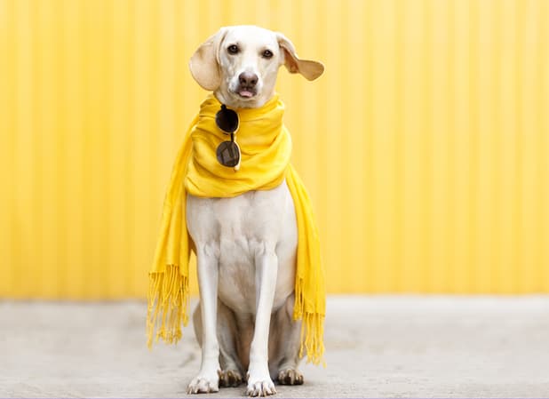 Fashion-Inspired Designer Dog Names
