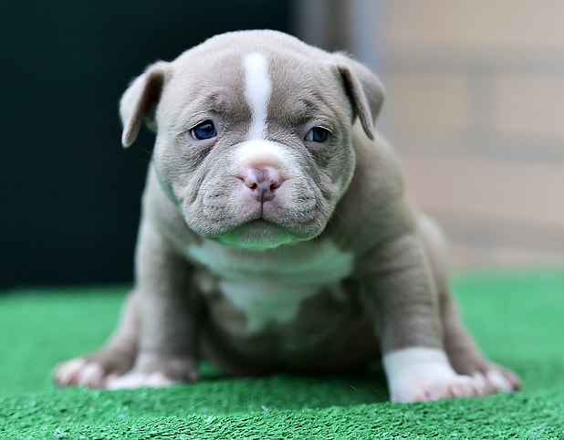 micro bully puppy