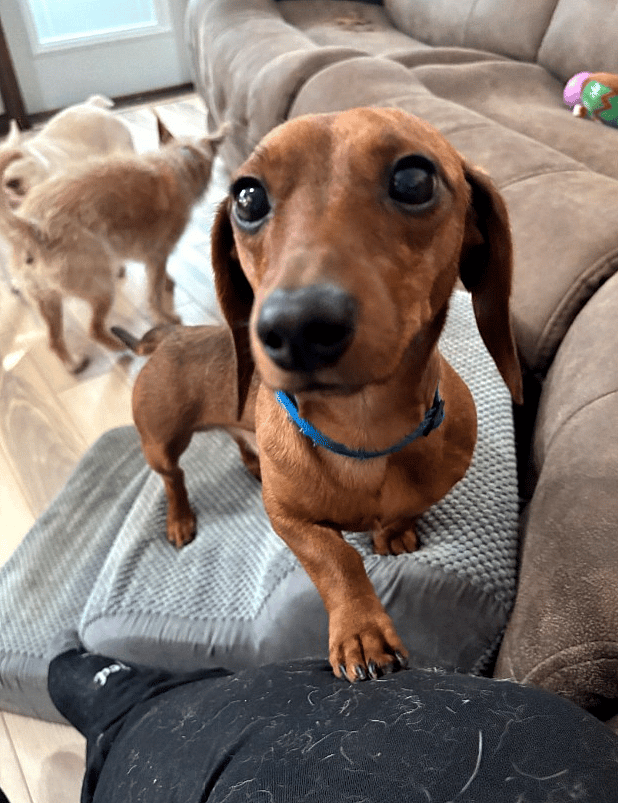 Biscuit - Dachshund