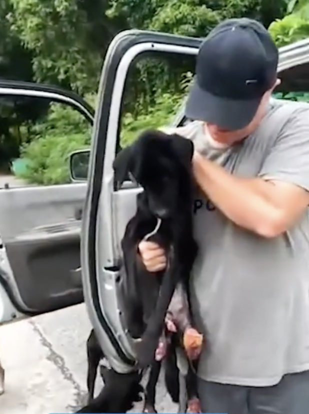 dog rescue story