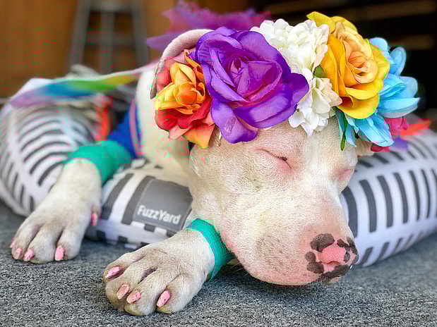 Badly Injured Pit Bull Transforms into Happy Butterfly When Given Love