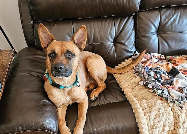 Ollie - German Shepherd Dog