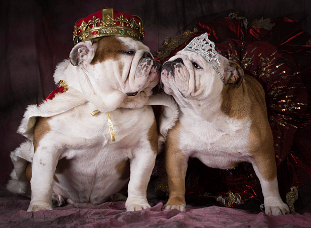 Royal Dog Names That Start With 0