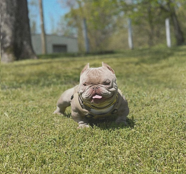 an exotic bully