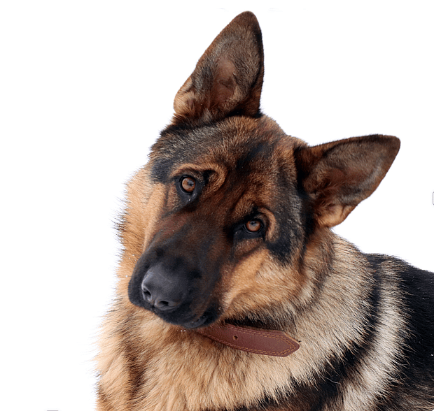 German shepherd