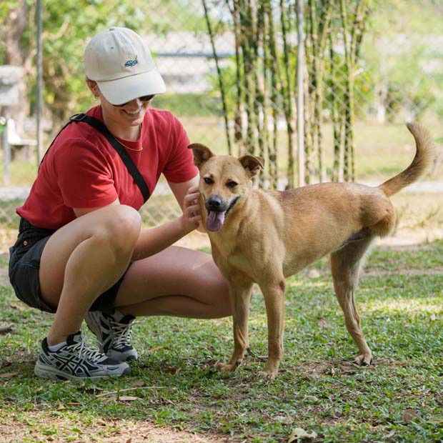 Motor (Soi Dog)