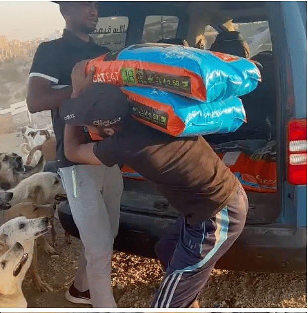 Gaza's Only Animal Shelter Fights to Protect Hundreds of Dogs Amidst War