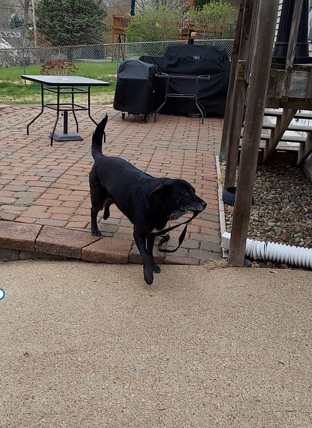 Dog rescue: Everyone Was Terrified of My Dog Until I Did This One Simple Thing