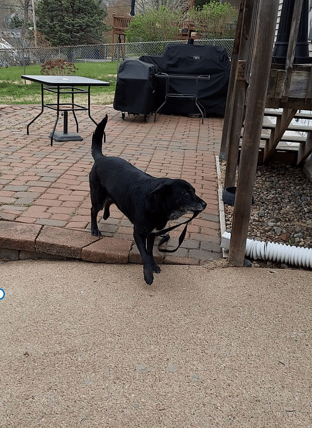 Dog rescue: Everyone Was Terrified of My Dog Until I Did This One Simple Thing