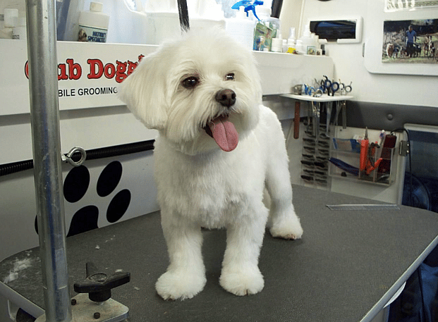 Maltese Haircuts - Puppy cut