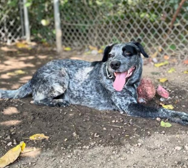 After 1000 Days in the Shelter, This 3-Legged Dog’s Sweet Hugs Are Still Waiting for the Right Family