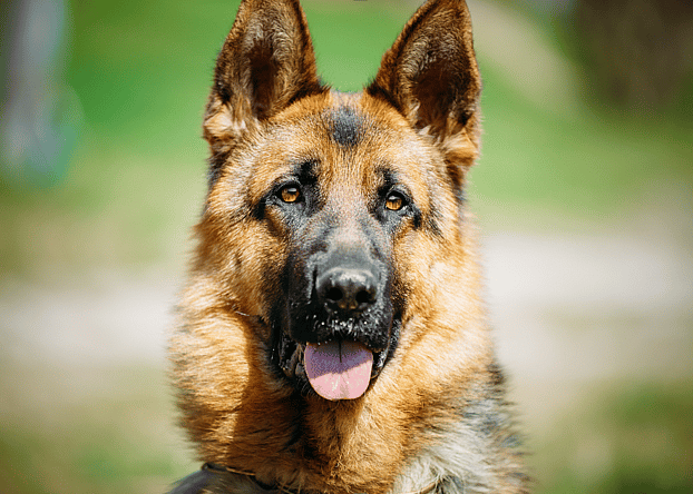 A german shepherd