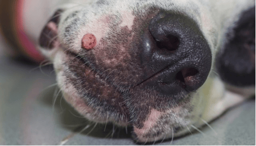 Dog's skin tag