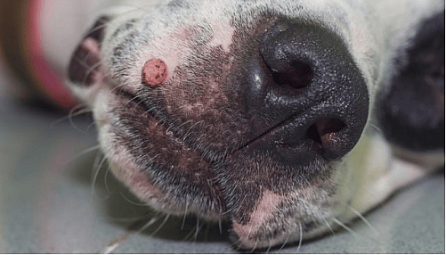 Dog's skin tag