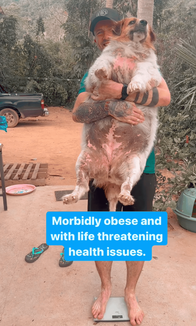 treet Dog was so obese She Struggled To Stand Up