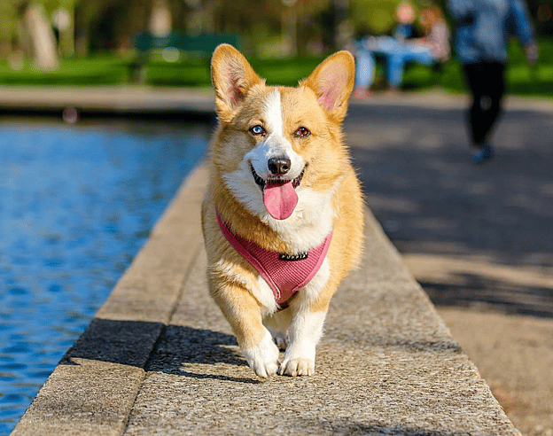 Dog Names That Start With O