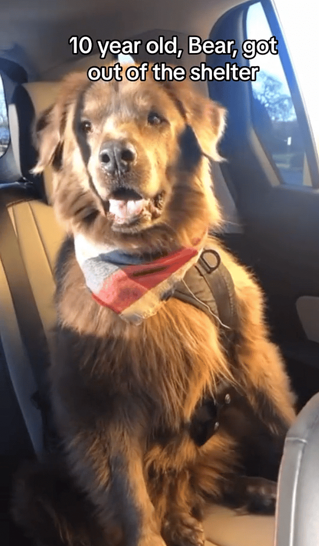 Dog rescue: Woman Turns Grief Into Inspiring Mission To Help Senior Pets in Need