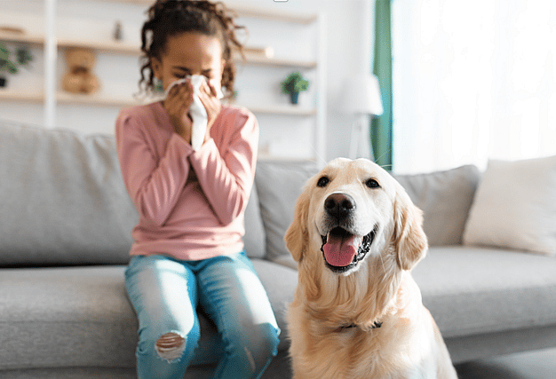 are golden retrievers hypoallergenic