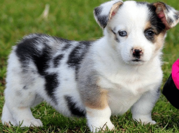 An auggie dog