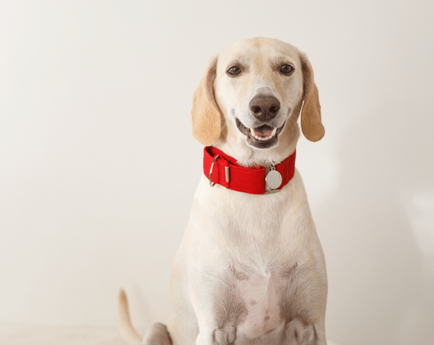 Spice Names for Dogs