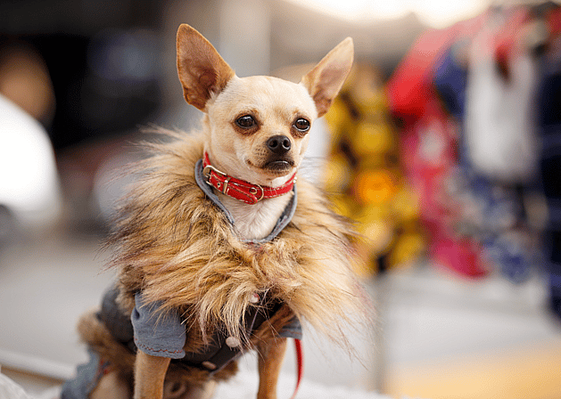 Dog Names Starting with S: fancy dog in a fuzzy costume