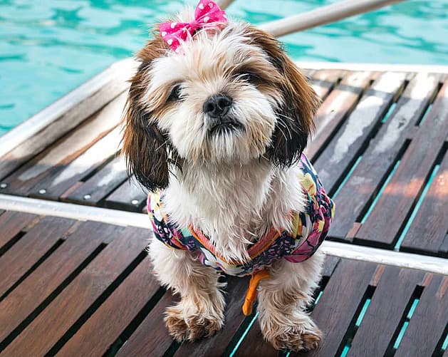 Shih-poo