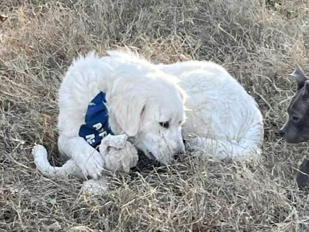 Rosemary - Great Pyrenees