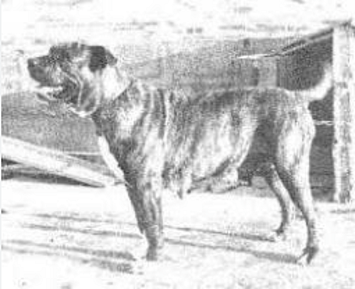 Extinct Dog Breeds - Alaunt