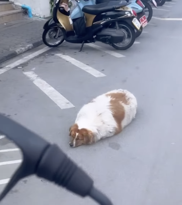 treet Dog was so obese She Struggled To Stand Up
