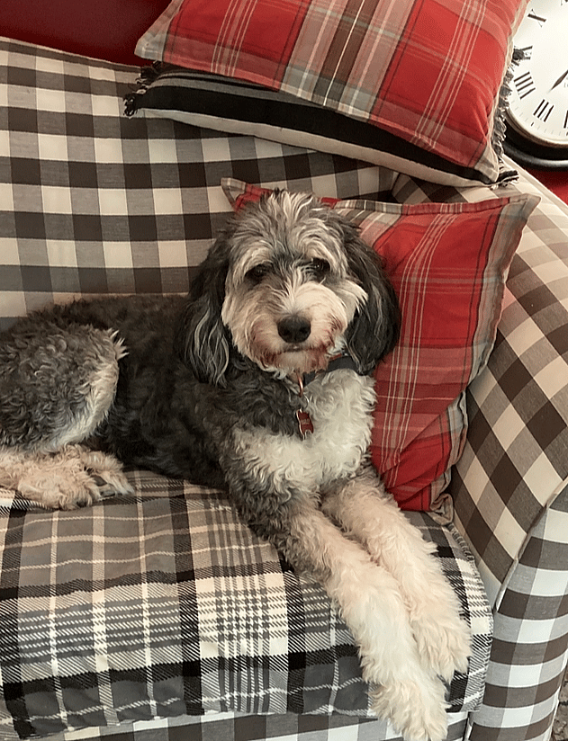 Dog Rescue: Puppy Mill Mama Abandoned After Pups Were Stillborn, Finds Solace Thanks To Loving Family